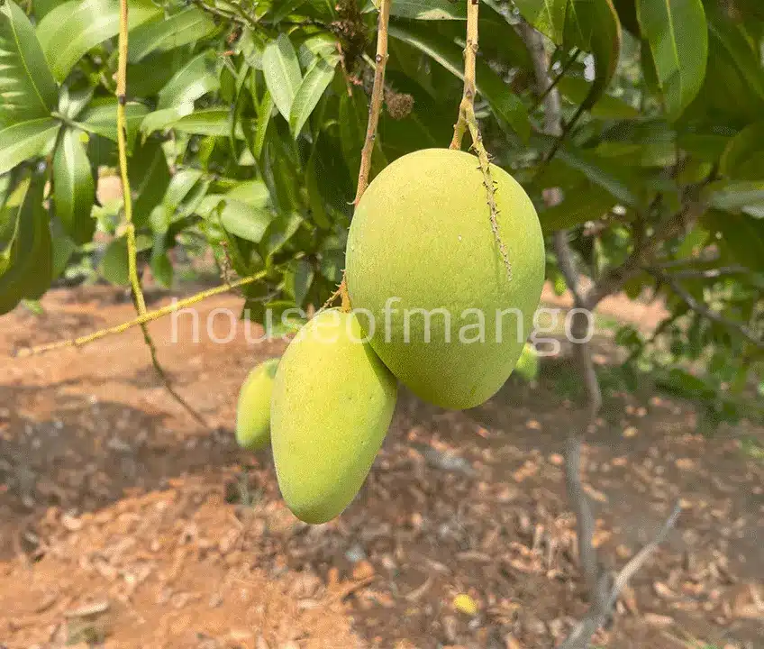 Buy the best banganapalli mangoes in hyderabad | House of mango